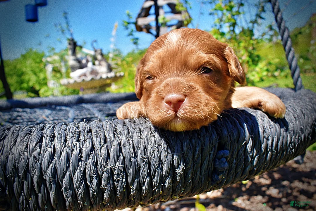 Havapoo dogs for sale: Presto - Ad 2