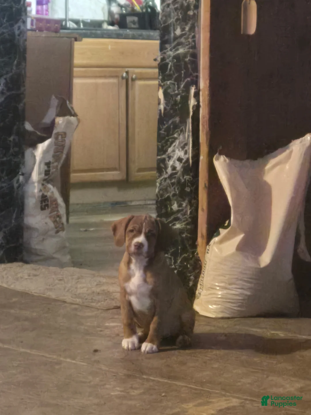 Mixed Breed dogs for sale: Little miss piglet  - Ad 2