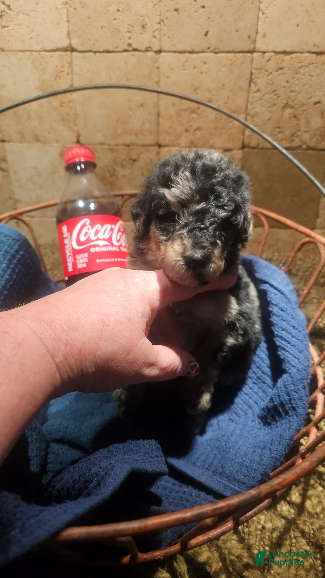 Goldendoodle dogs for sale: Tank Goldendoodle Puppy 1 - Ad 1