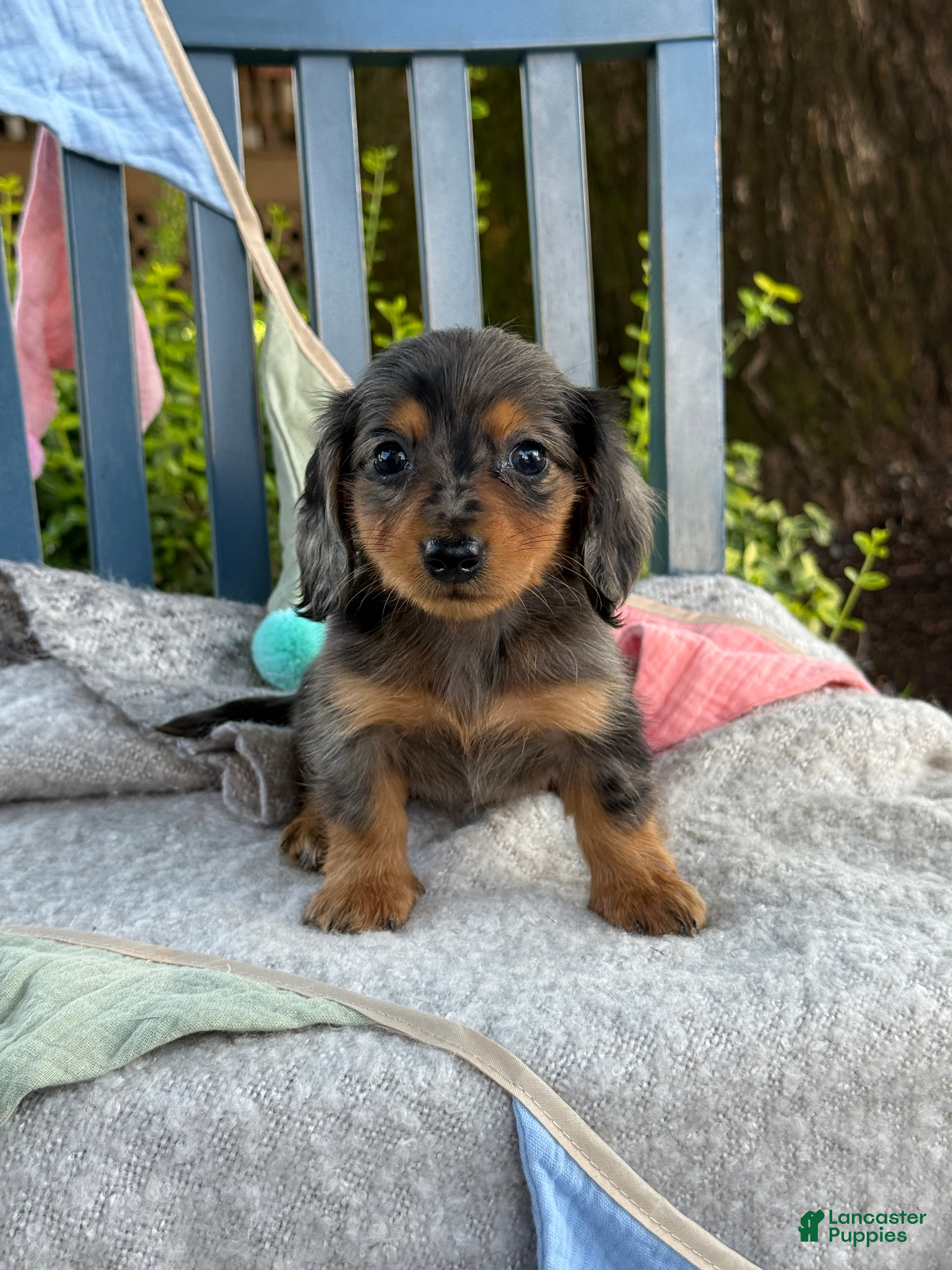 Miniature Dachshund dogs Tilly - Ad 1
