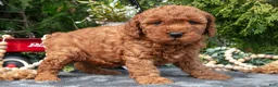 Cavapoo dogs for sale: Selena - Ad 2