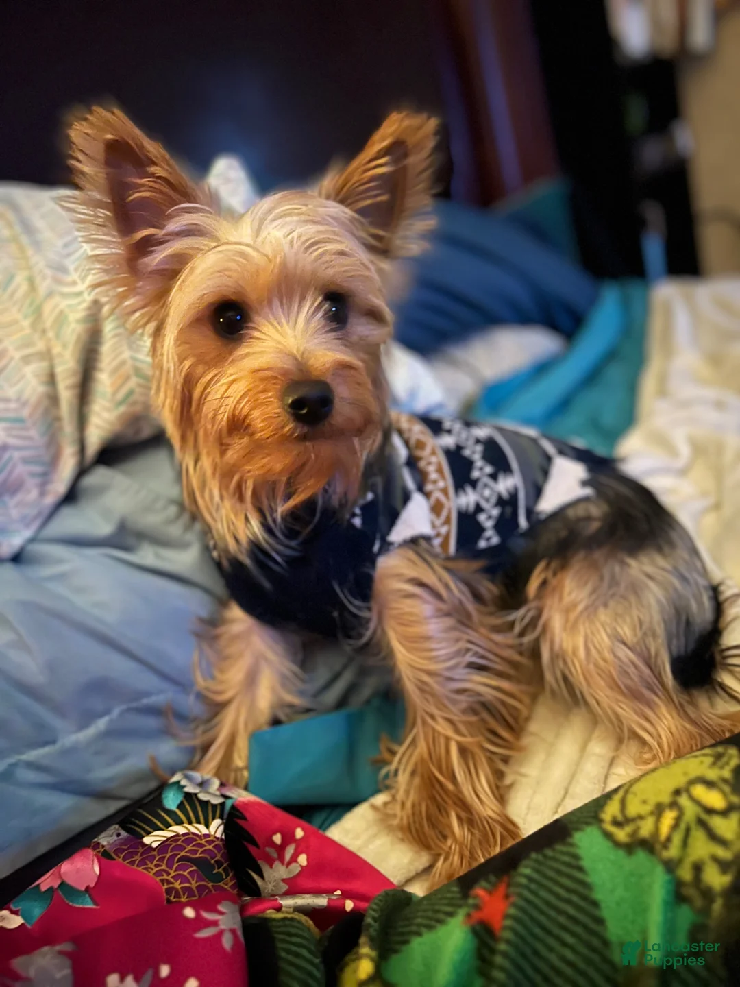 Yorkshire Terrier dogs for sale: Charlie  - Ad 6