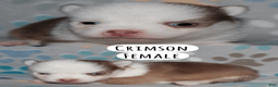 Pomsky dogs for sale: Crimson - Ad 9