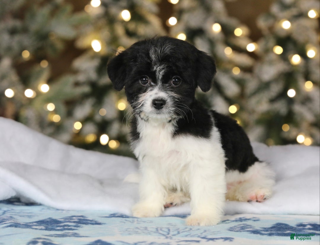 Teddy Bear dogs for sale: Noelle - Ad 41