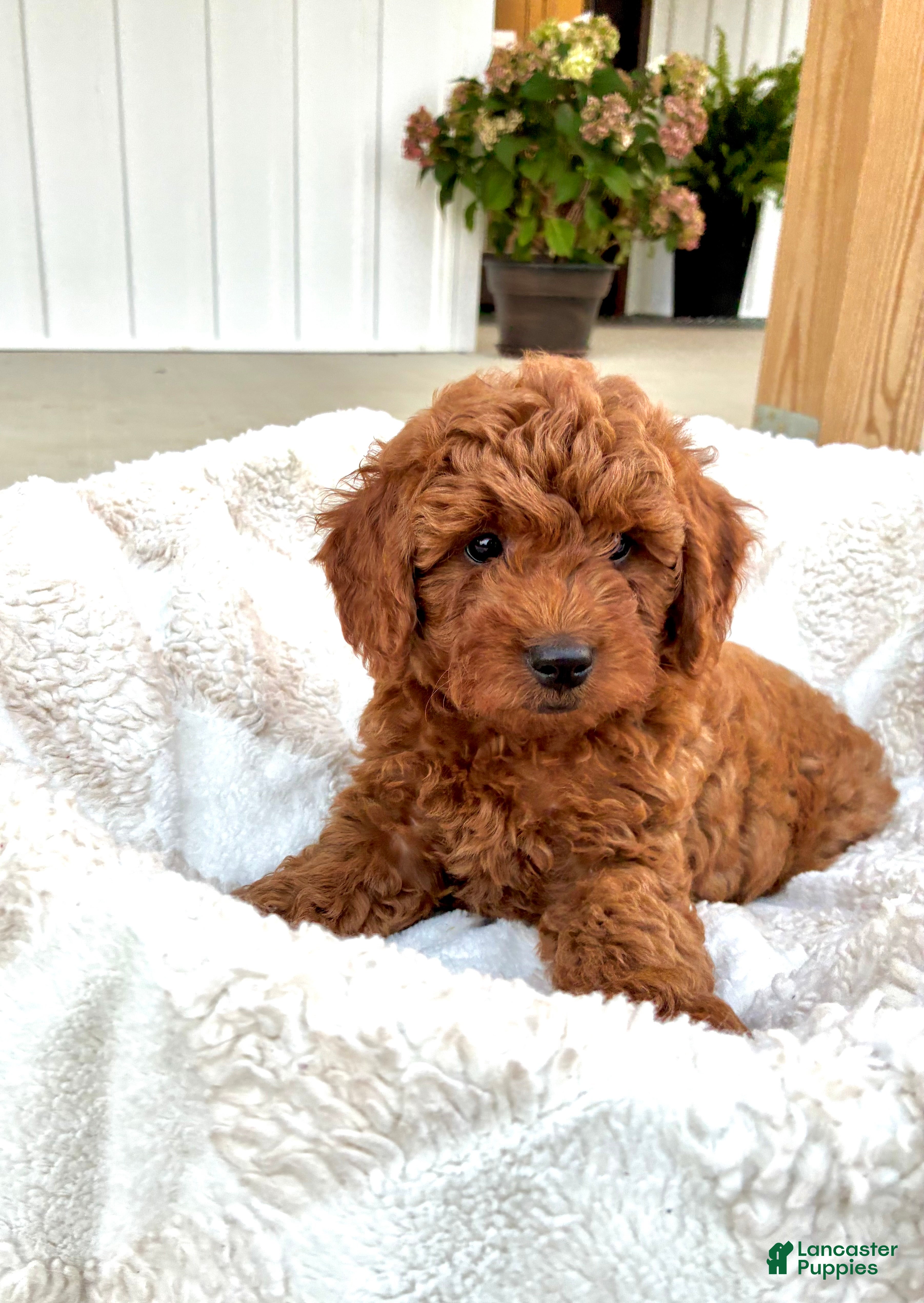 Mini Goldendoodle dogs Leo - Ad 1