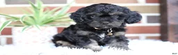 Cavapoo dogs for sale: Teddy - Ad 10