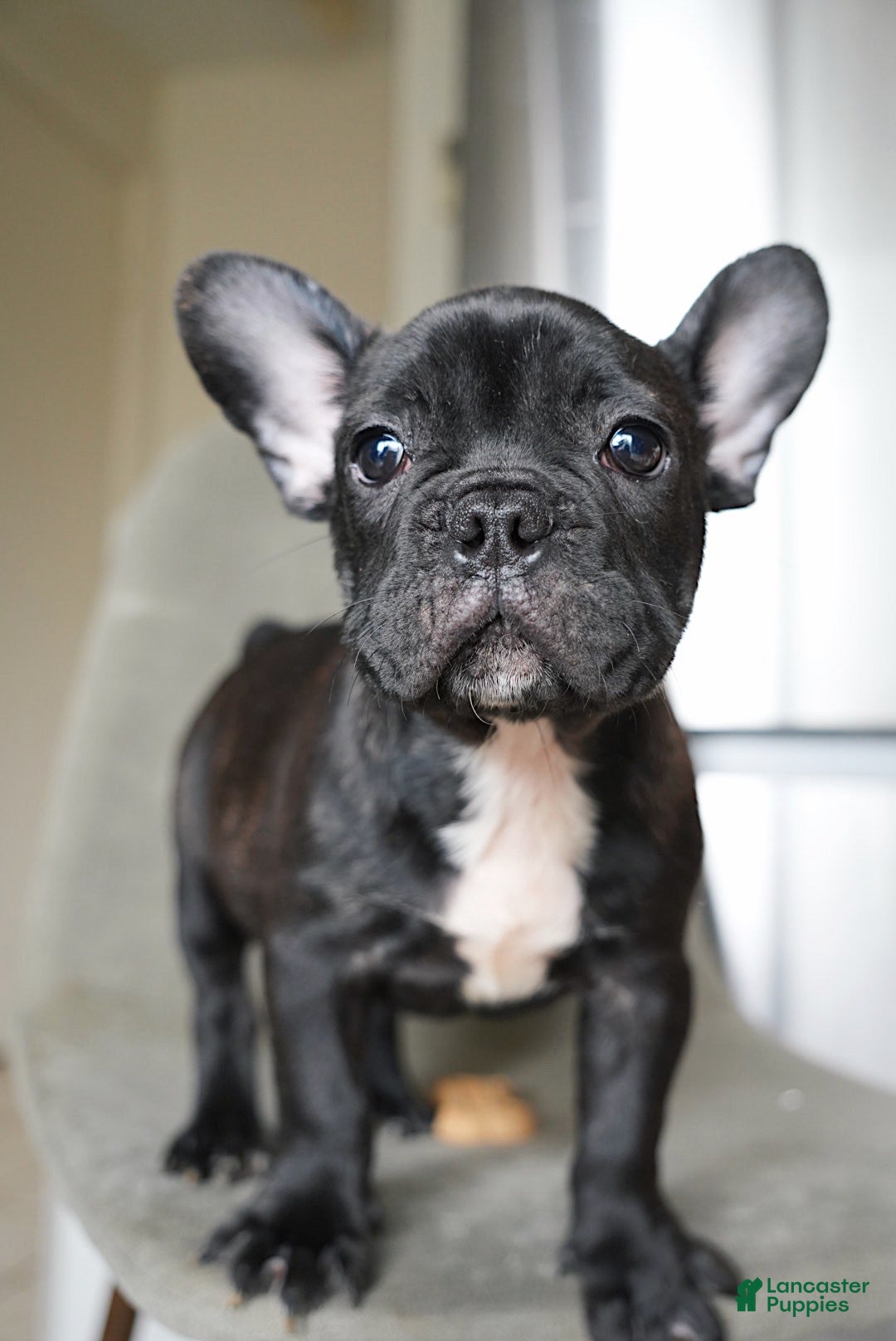 French Bulldog dogs Chip - Ad 35