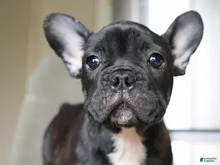 French Bulldog dogs Chip - Ad 19