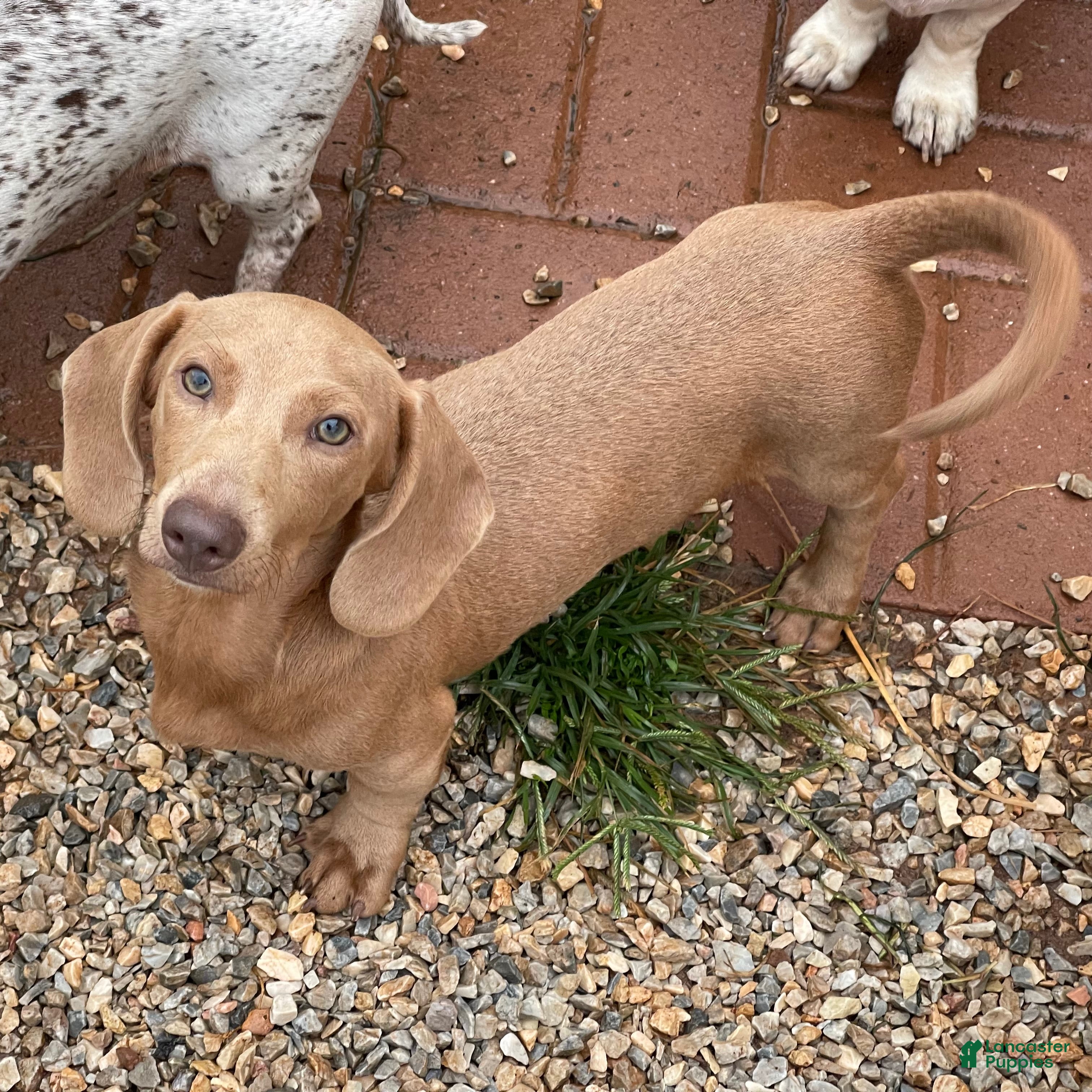 Dachshund dogs Parker - Ad 42