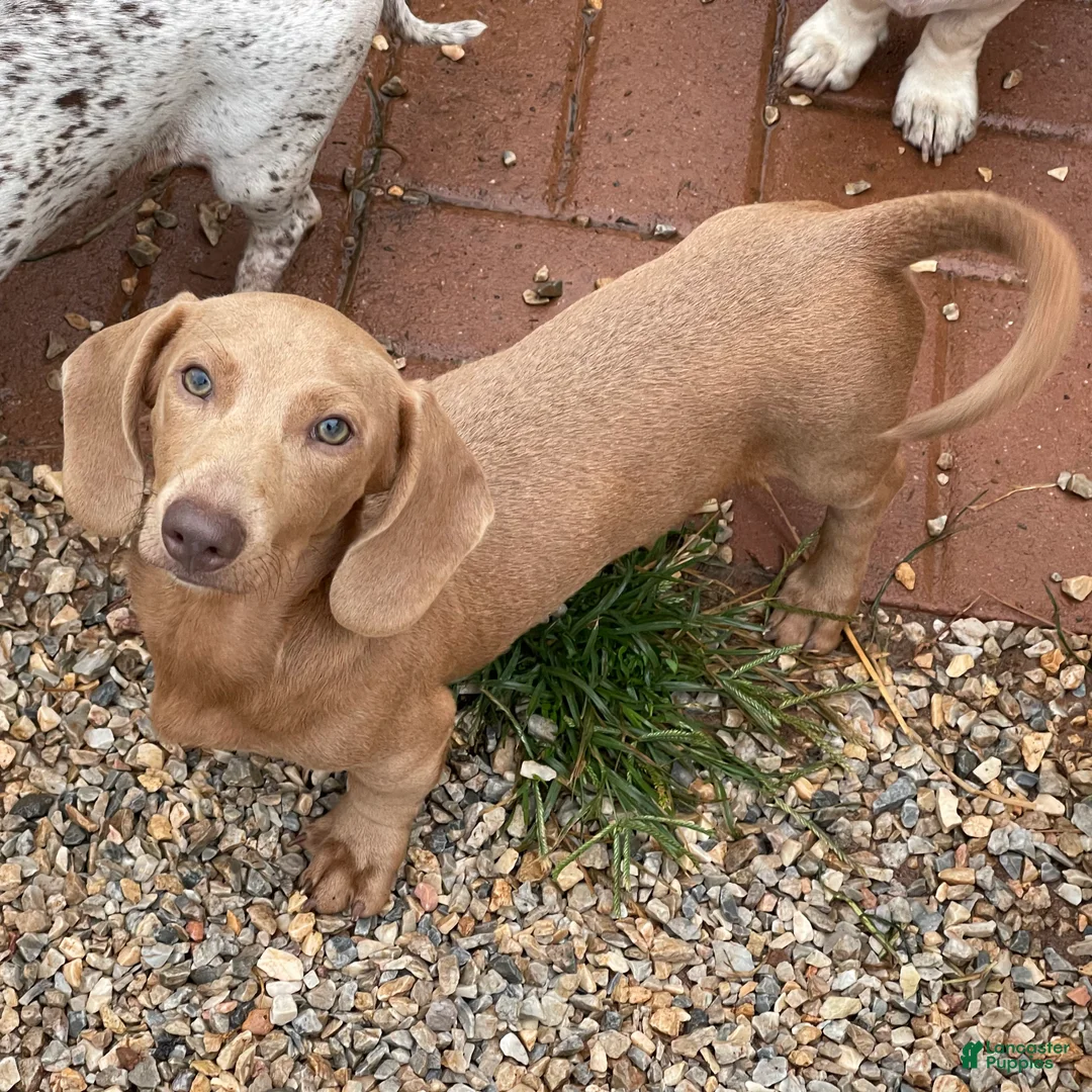 Dachshund dogs for sale: Parker - Ad 1