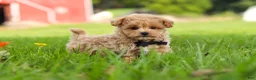 Maltipoo dogs for sale: Nash - Ad 10