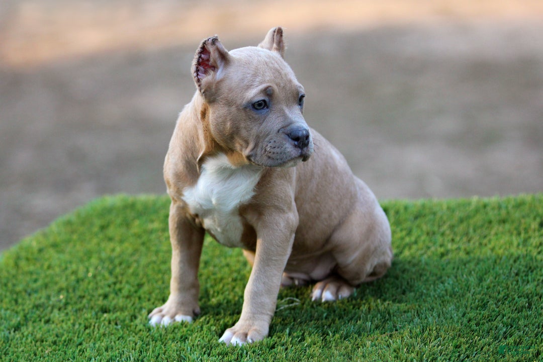 American Bully dogs for sale: Fawn Female - Ad 5