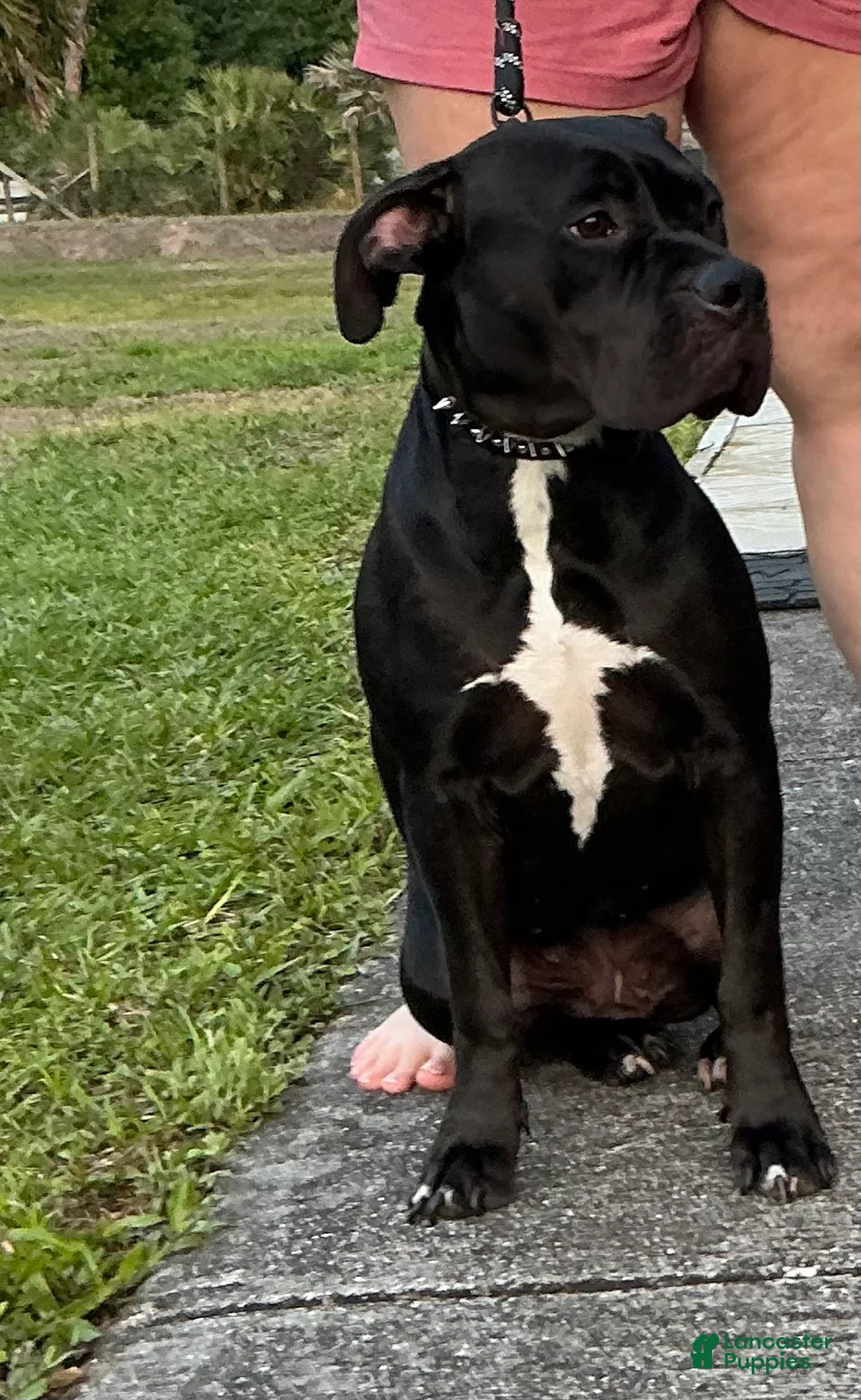 American Bully dogs for sale: American Bully Puppy 1 - Ad 7