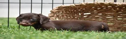 Miniature Dachshund dogs for sale: Bo - Ad 3