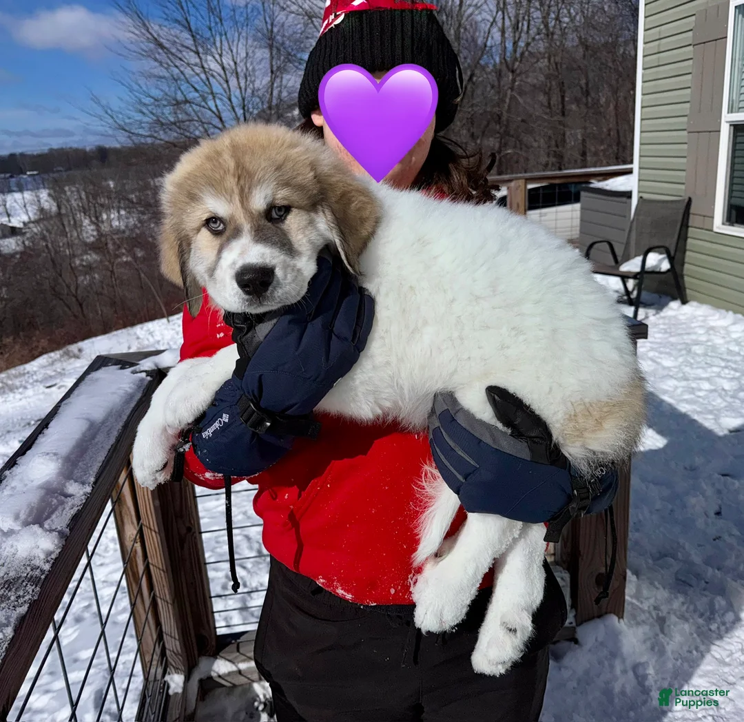 Great Pyrenees dogs for sale: Great Pyrenees Puppy 5 - Ad 1