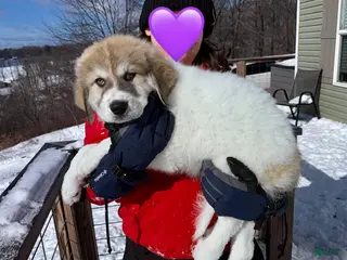 Great Pyrenees dogs Great Pyrenees Puppy 5 - Ad 15