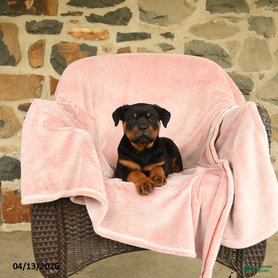 Rottweiler dogs Nina - Ad 2