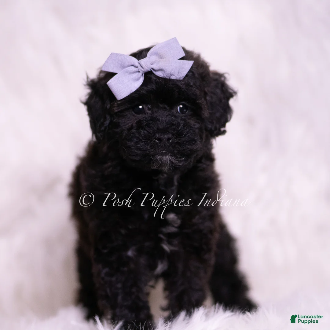 Toy Poodle dogs for sale: Scootaloo - Ad 2