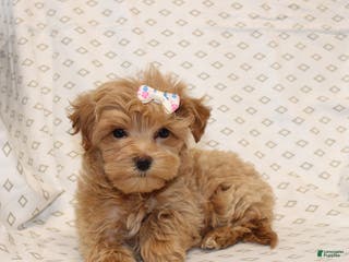 Maltipoo dogs Rosetta - Ad 7