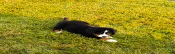 Bernese Mountain Dog dogs for sale: Roxy - Ad 4