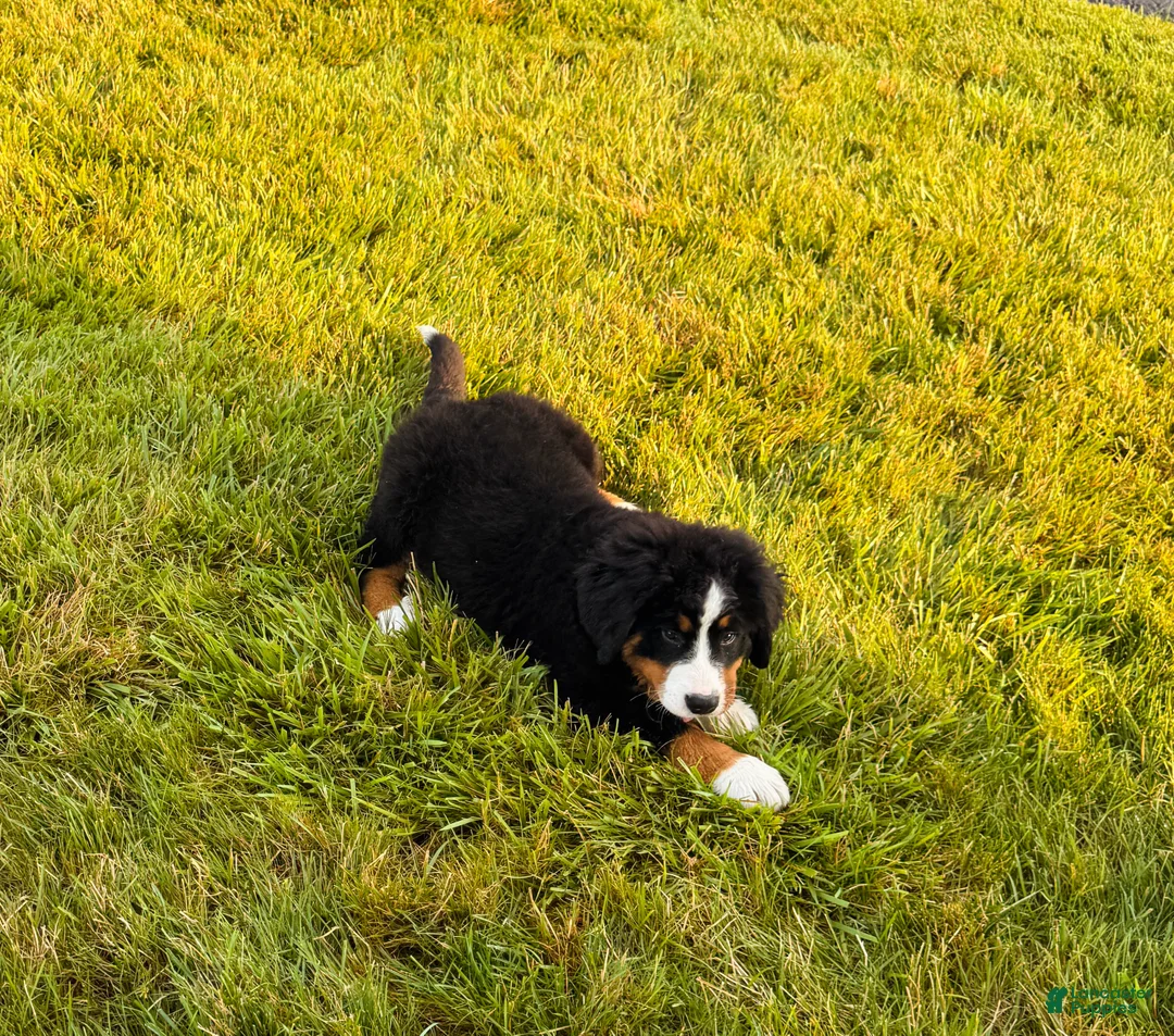 Bernese Mountain Dog dogs for sale: Roxy - Ad 4