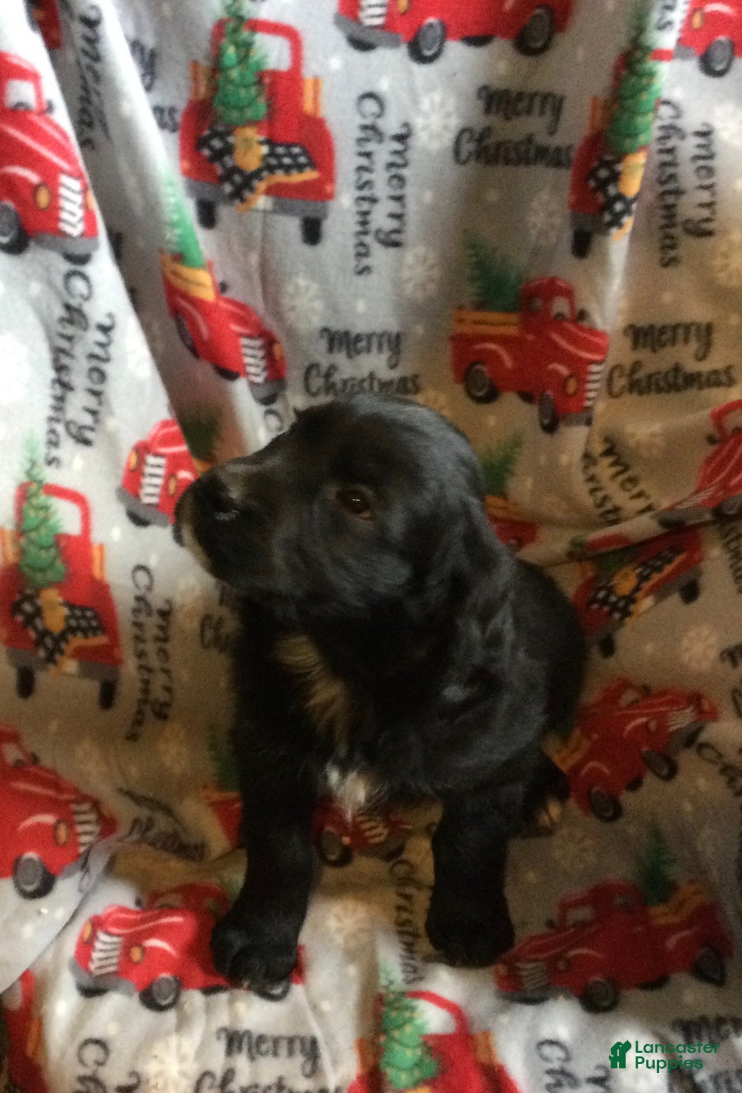 Mixed Breed dogs for sale: Micky - Ad 3