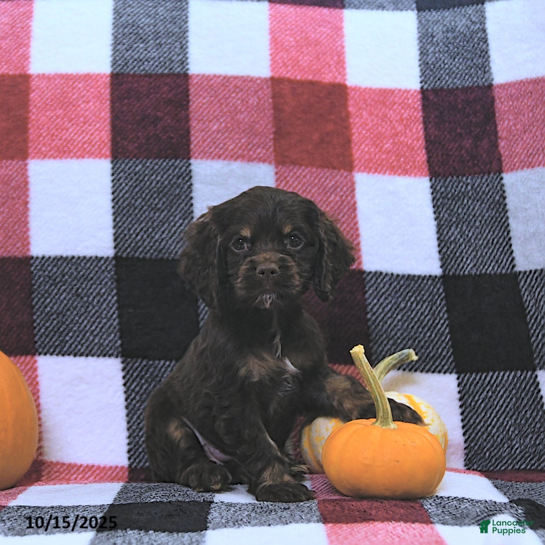 Cocker Spaniel dogs for sale: Mavis - Ad 6