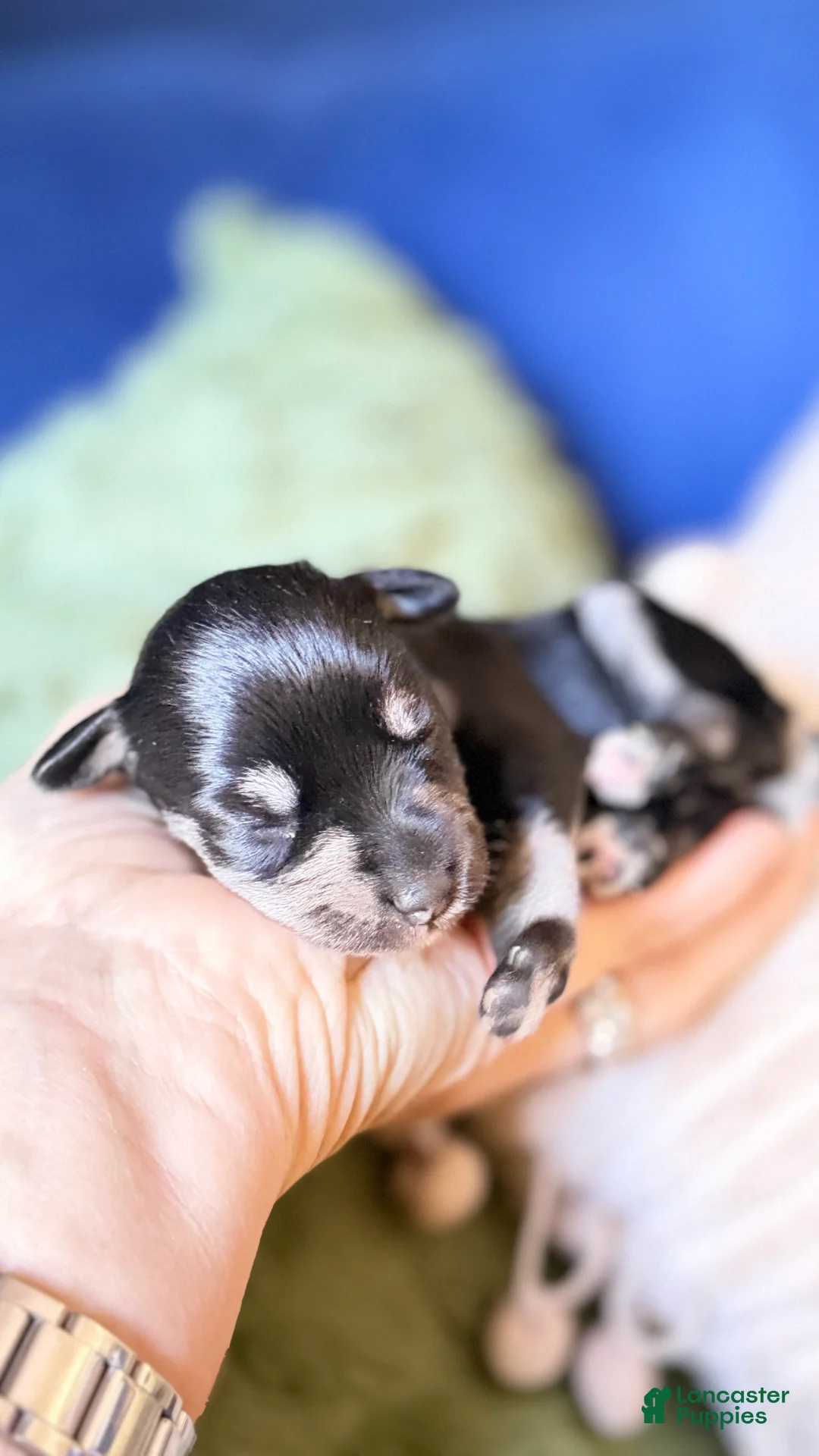 Miniature Schnauzer dogs for sale: Violet Mini Schnauzer Black and Silver - Ad 1