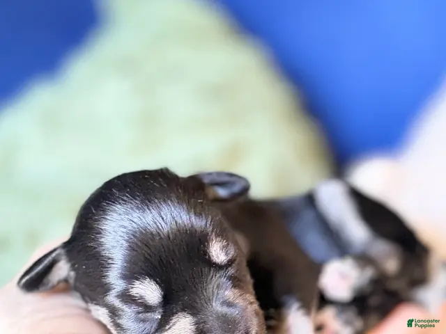 Miniature Schnauzer dogs Violet Mini Schnauzer Black and Silver - Ad 1