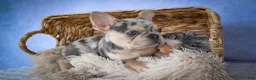 French Bulldog dogs for sale: Tinsley🎀 - Ad 12