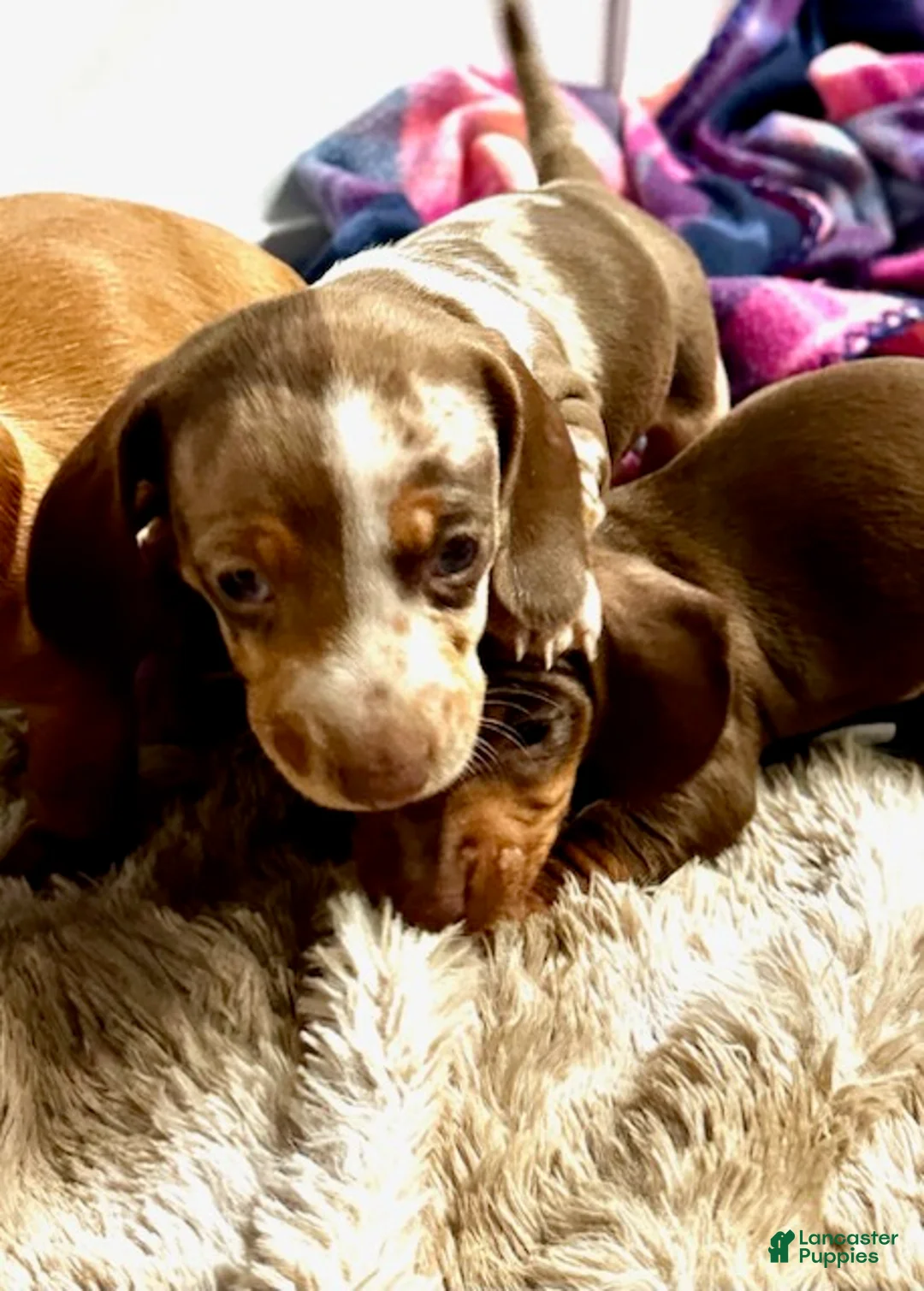 Miniature Dachshund dogs for sale: Toy Dachshund Male 2 - Ad 1