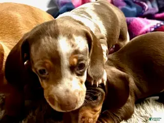 Miniature Dachshund dogs for sale: Toy Dachshund Male 2 - Ad 2