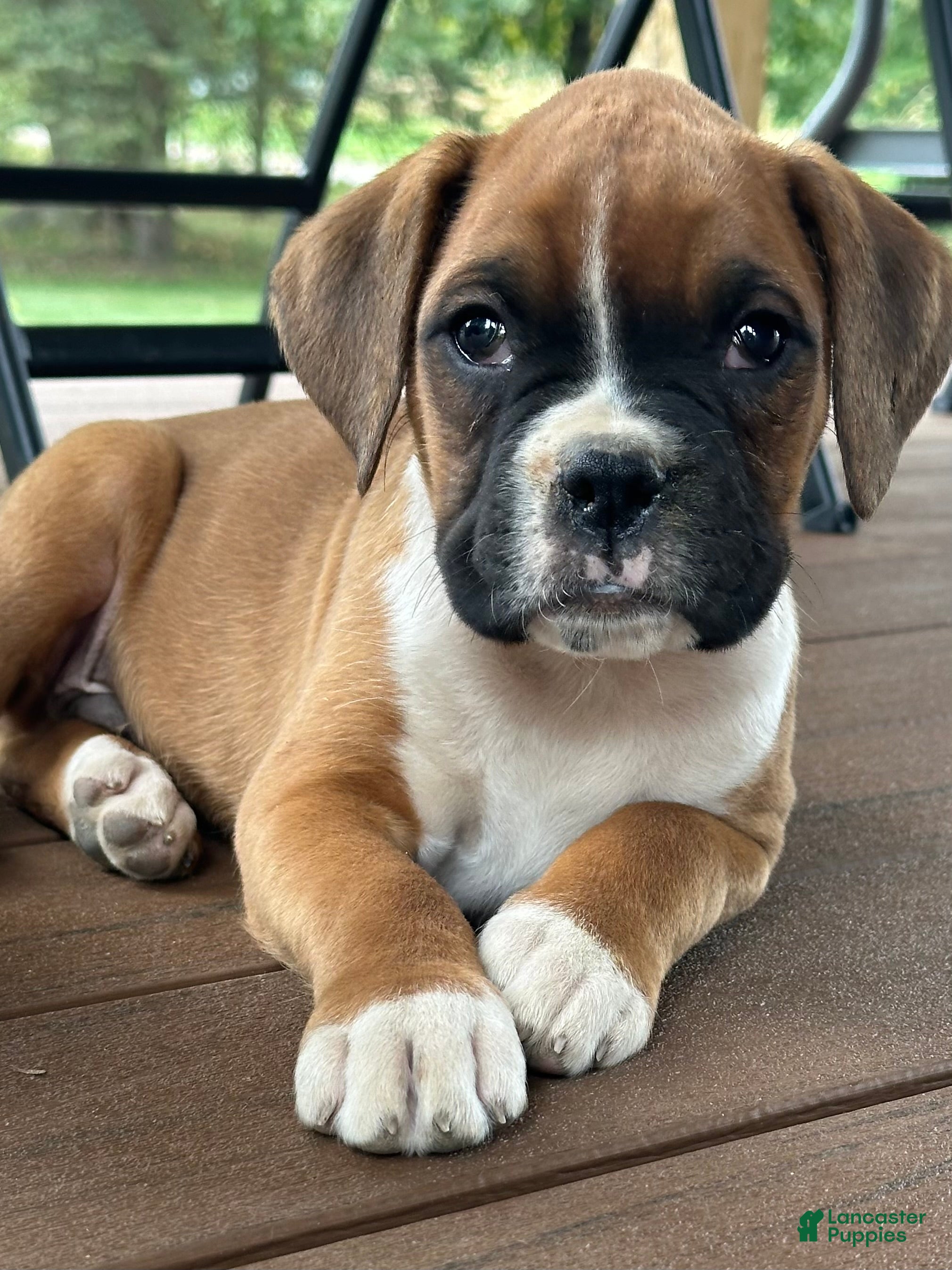 Boxer dogs Ash - Ad 1