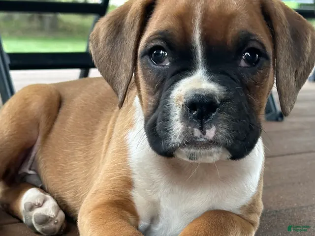 Boxer dogs Ash - Ad 2