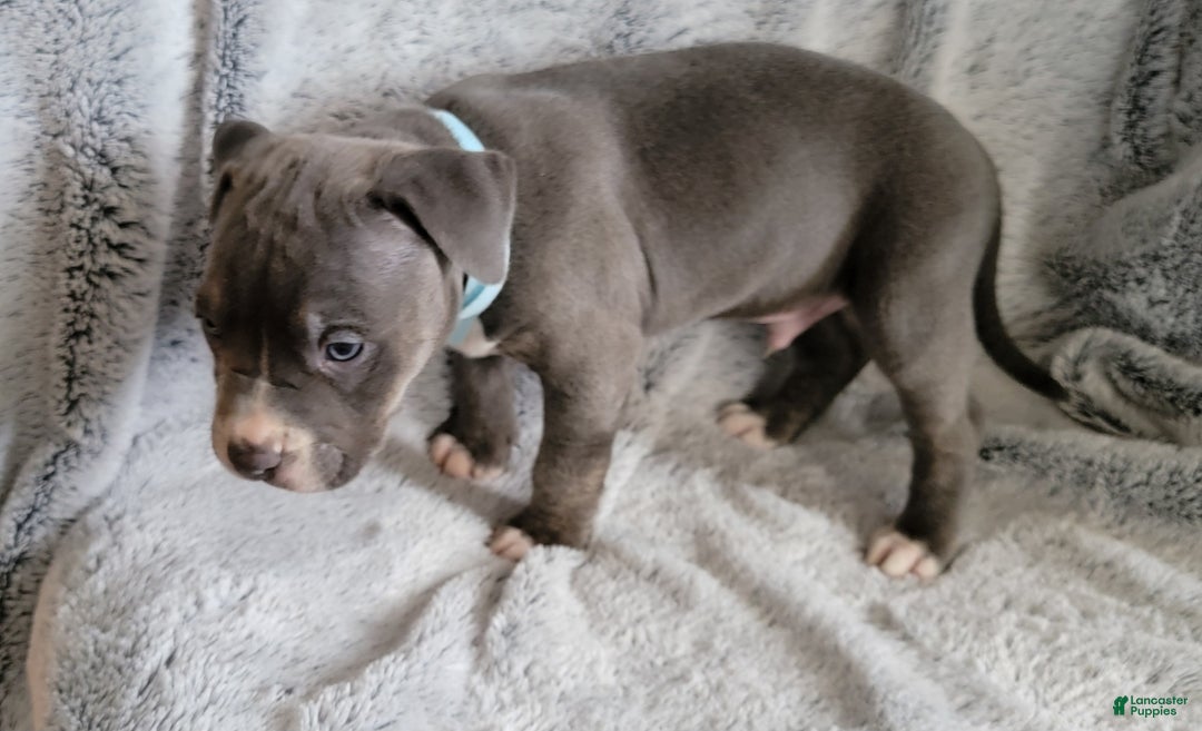 American Bully dogs for sale: Clide - Ad 5