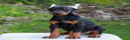 Doberman Pinscher dogs for sale: Archer  - Ad 1