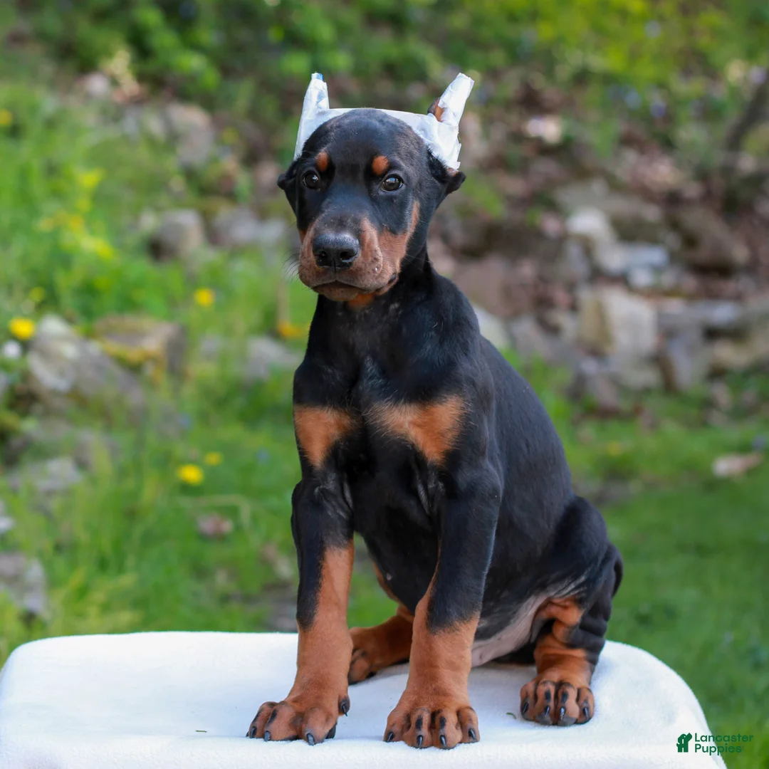Doberman Pinscher dogs for sale: Archer  - Ad 1