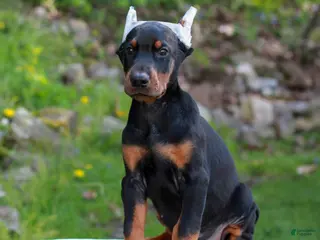Doberman Pinscher dogs for sale: Archer - Ad 2