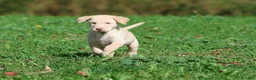 Labrador Retriever dogs for sale: Butter - Ad 3