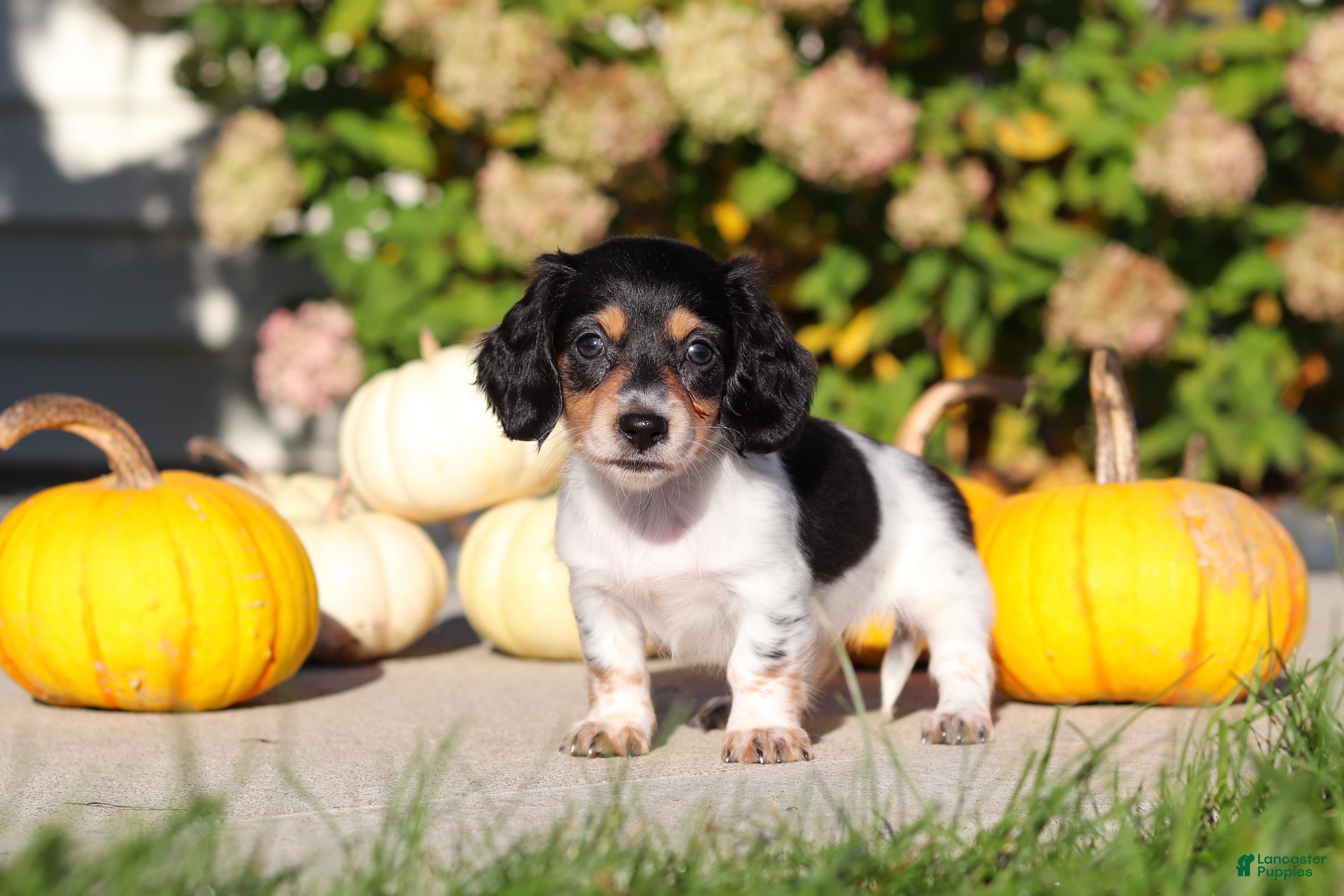 Dachshund dogs Lucy - Ad 2