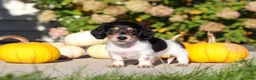 Dachshund dogs for sale: Lucy - Ad 2