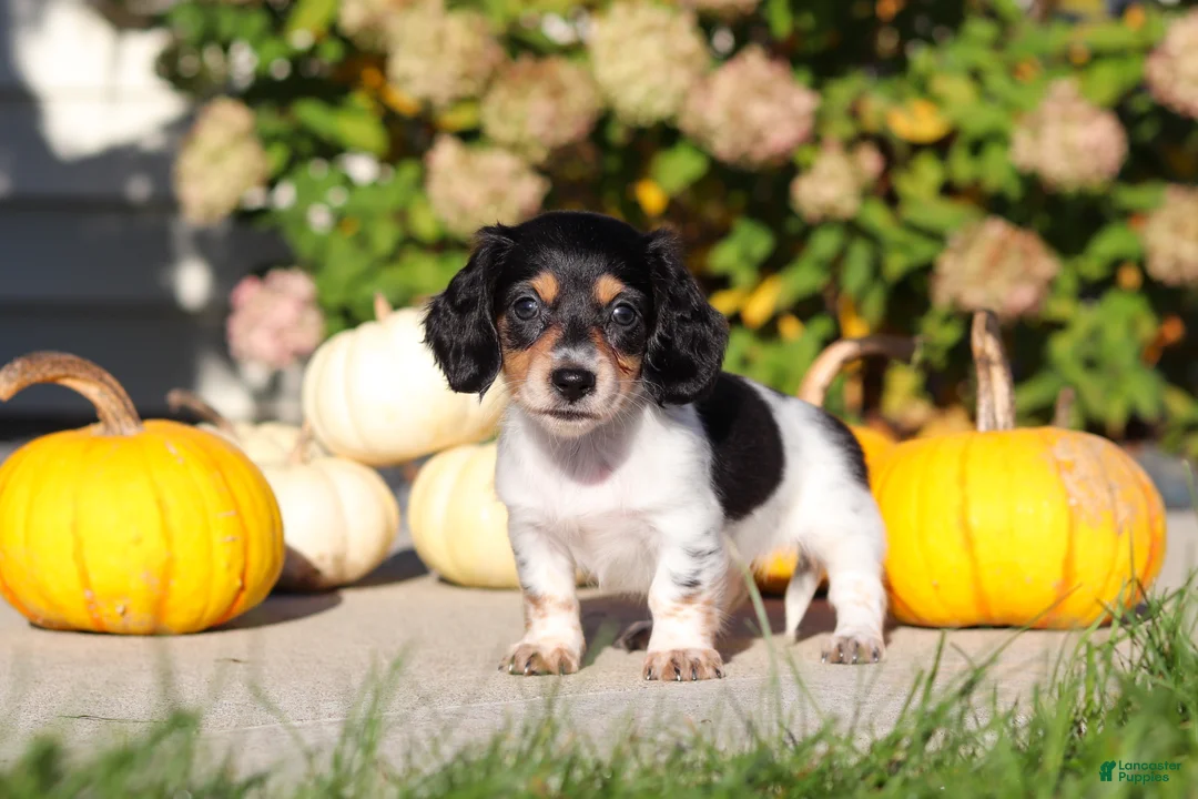 Dachshund dogs for sale: Lucy - Ad 2