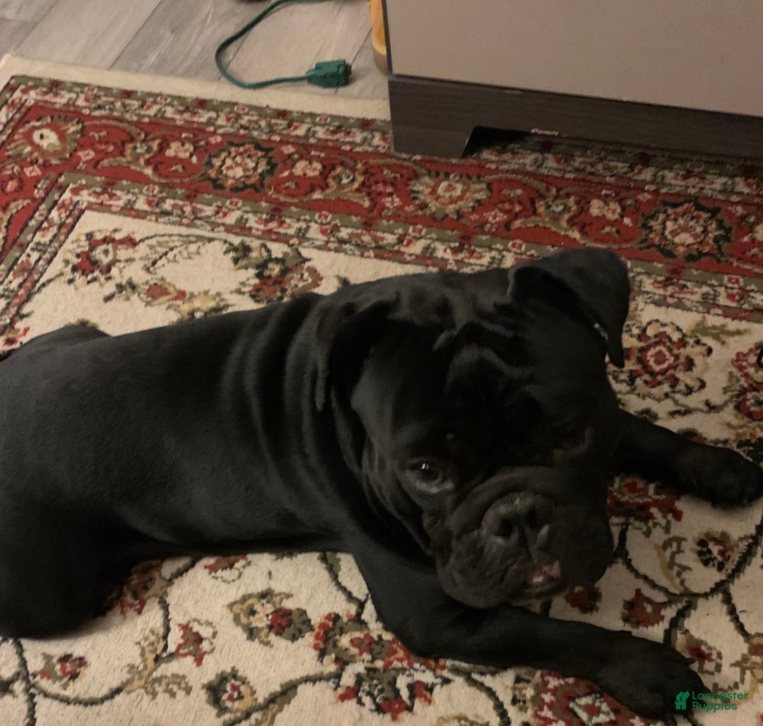 Gallery Image {{count}}