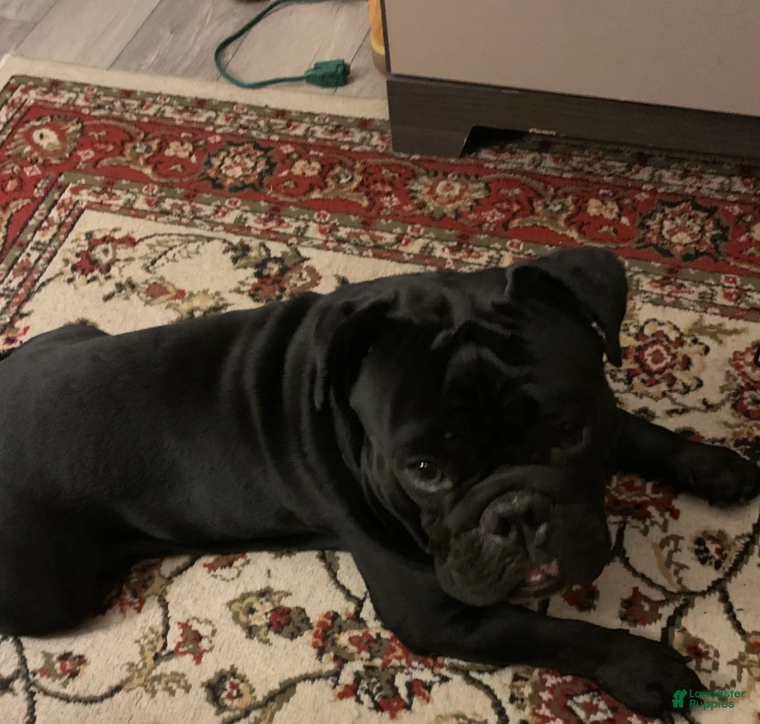 Gallery Image {{count}}