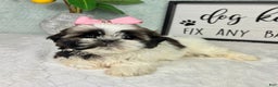 Shih Tzu dogs for sale: Suzy - Ad 3