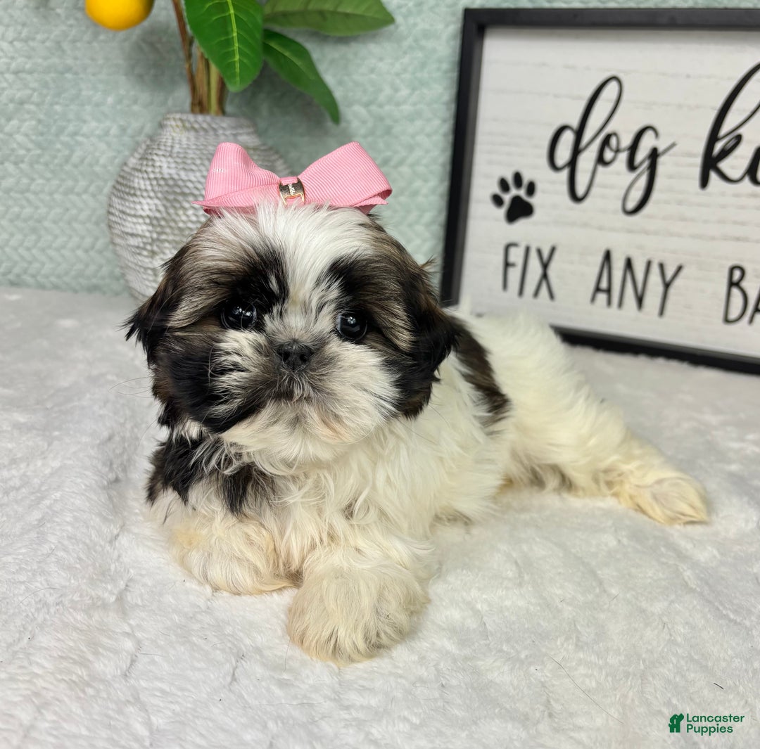 Shih Tzu dogs for sale: Suzy - Ad 3