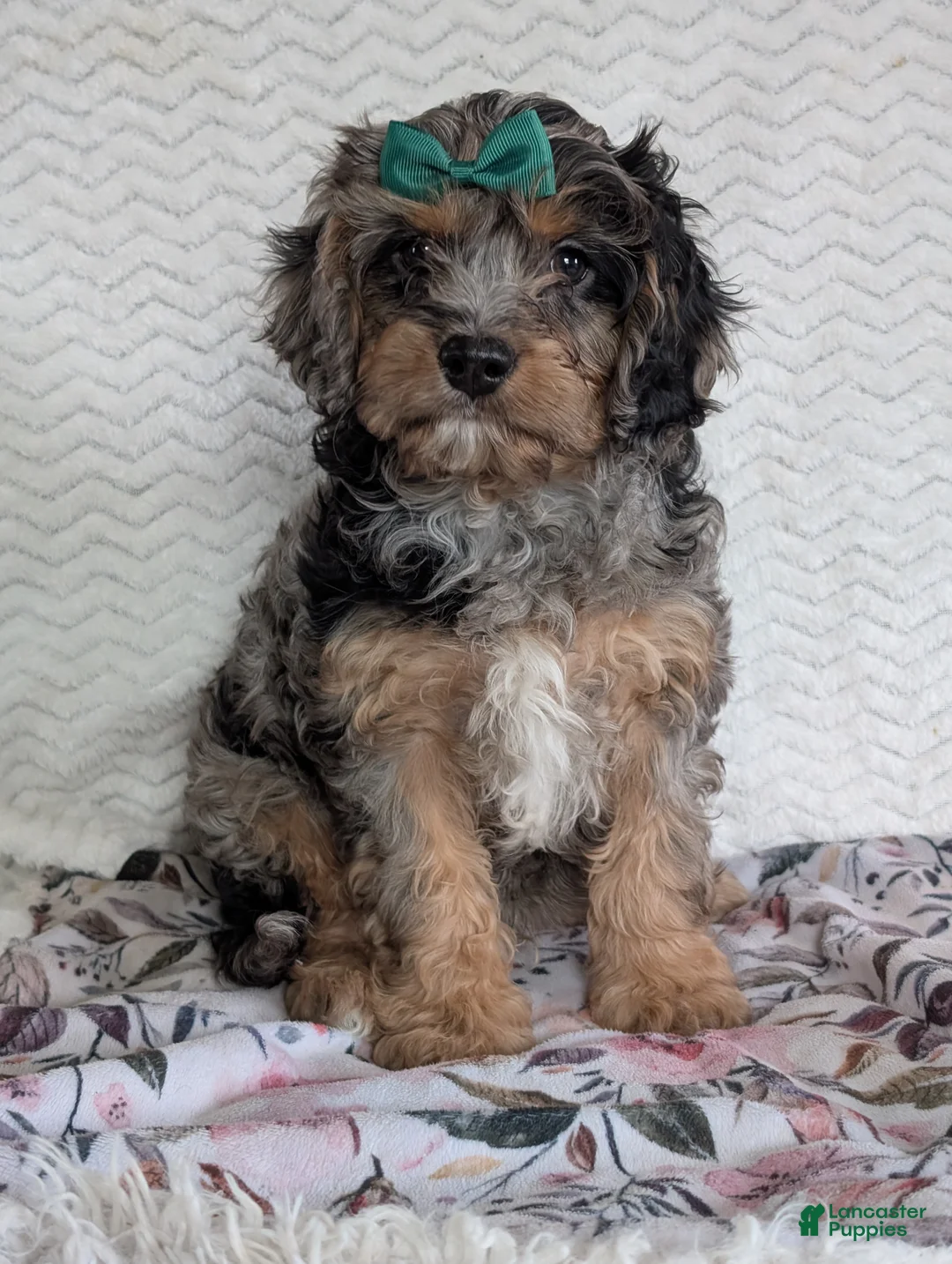 Cavapoo dogs for sale: Bluey - Ad 11