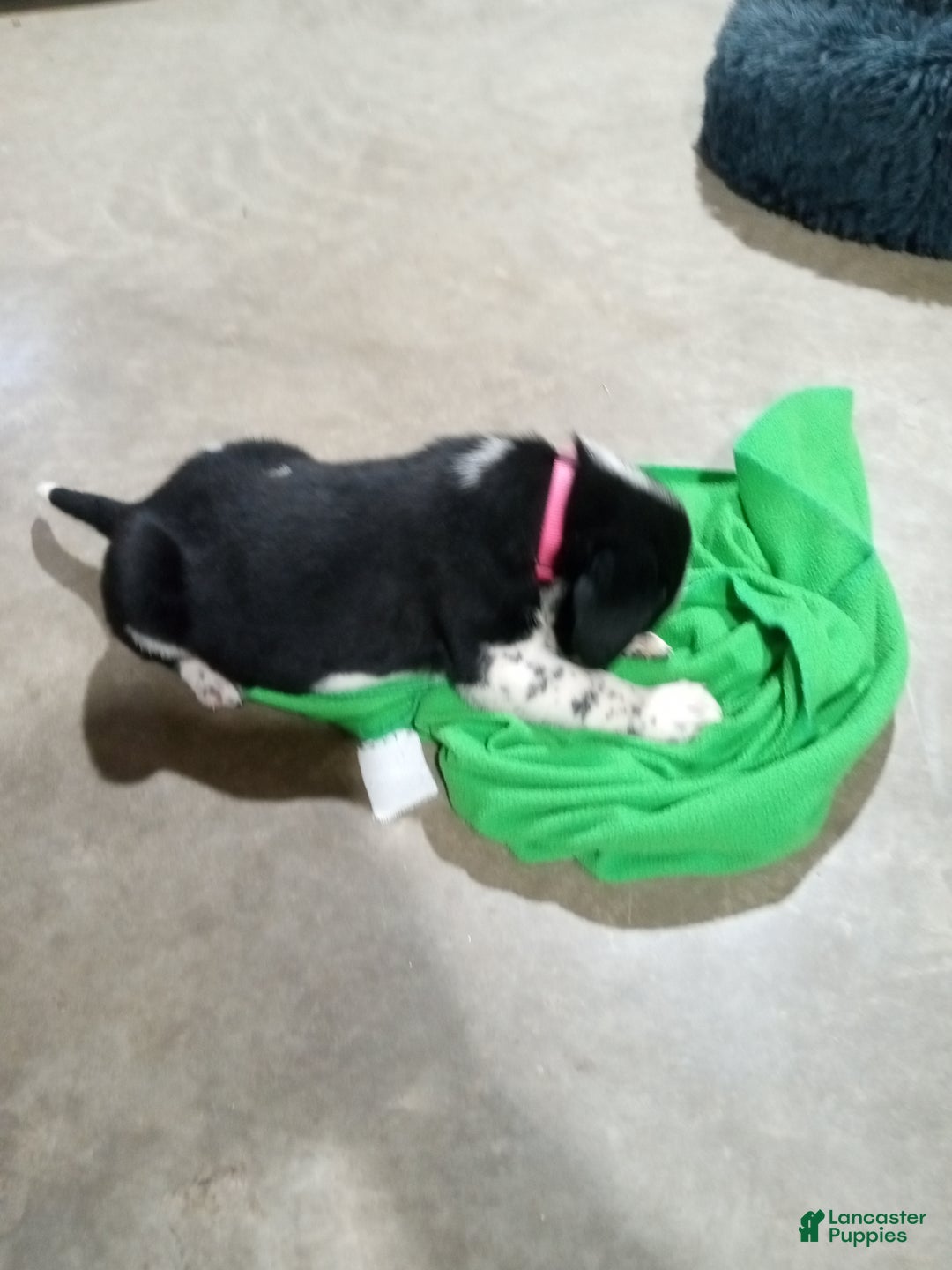 Mixed Breed dogs for sale: Belle - Ad 8