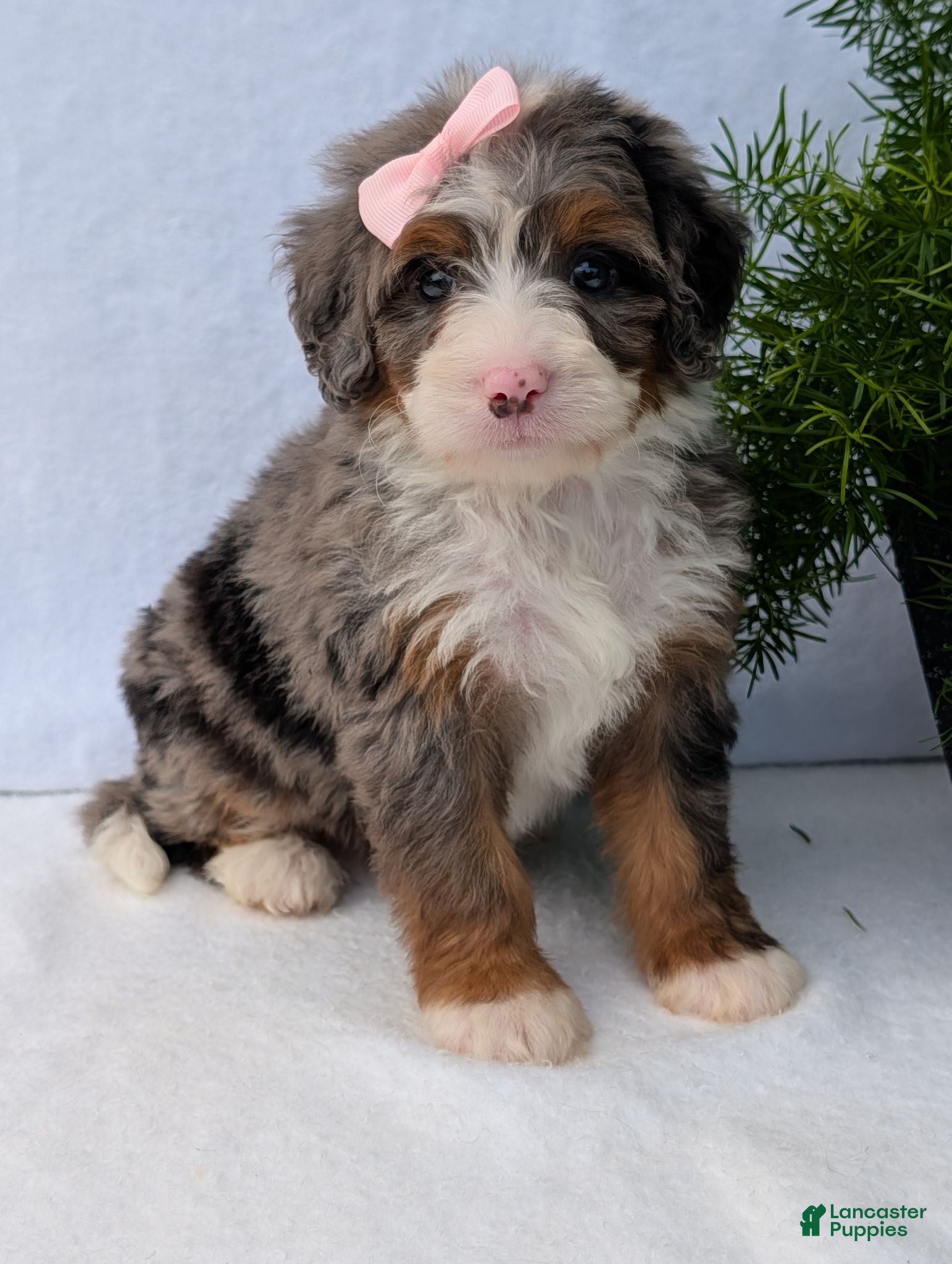 Mini Bernedoodle dogs Mini Daisy  - Ad 1