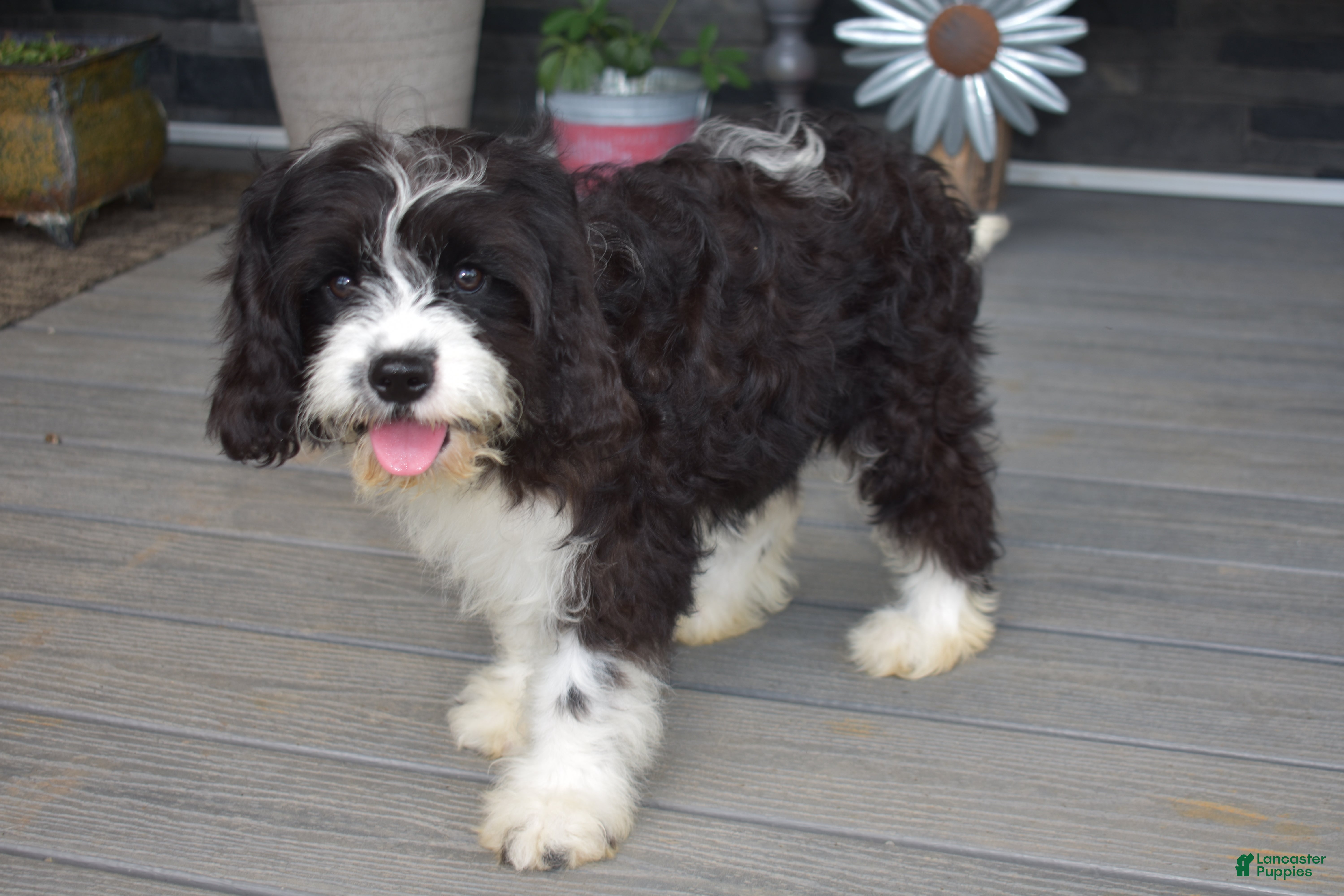 Cavapoo dogs Leanna - Ad 1